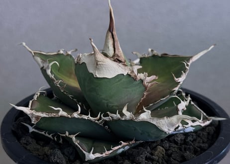 CATEGORY Titanota green ghost｜緑幽霊 | Plus_Plants