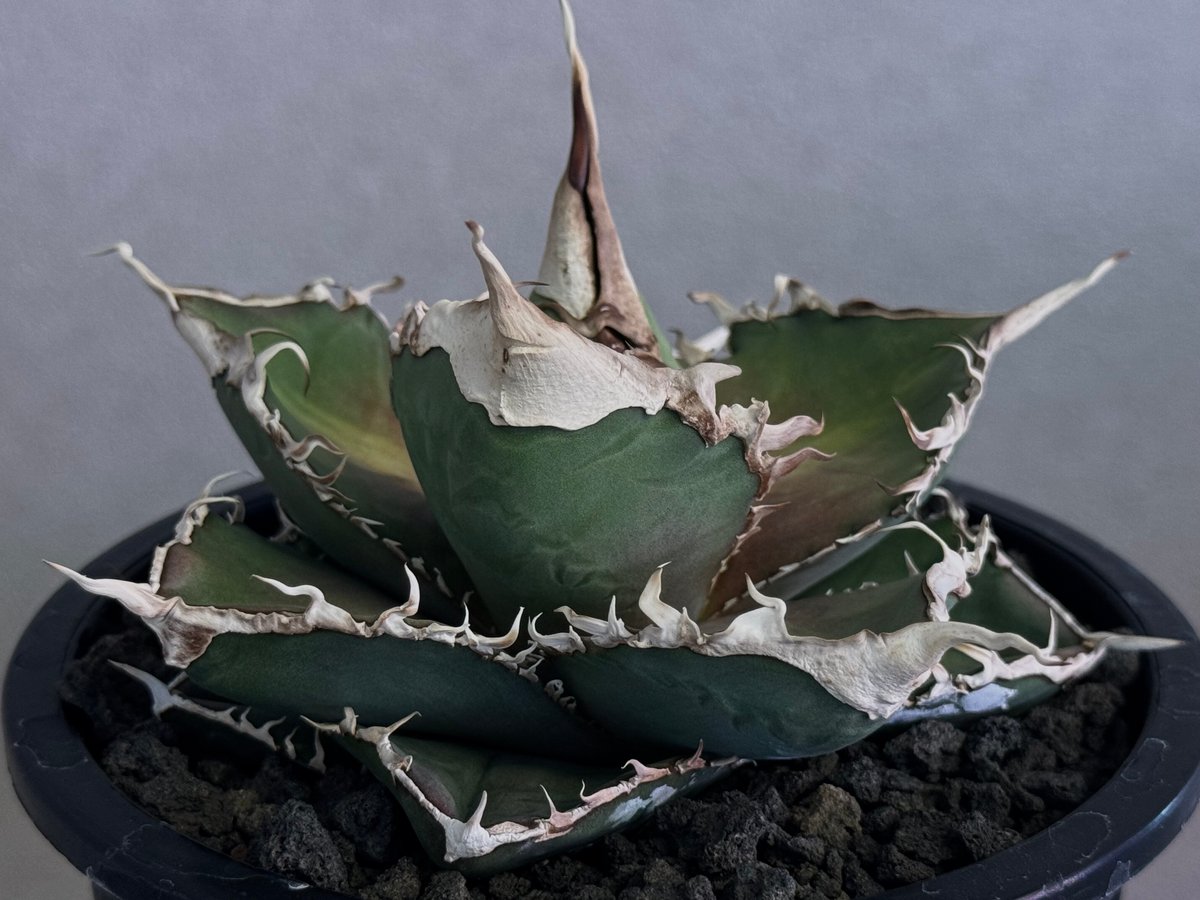 アガベ・チタノタ 緑幽霊(中)-009｜agave titanota green ghost