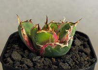 アガベ・チタノタ FO/オテロイ（ワイドタイプ）｜agave titanota FO