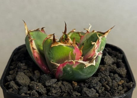 CATEGORY Titanota White whale variegated｜白鯨（斑入り