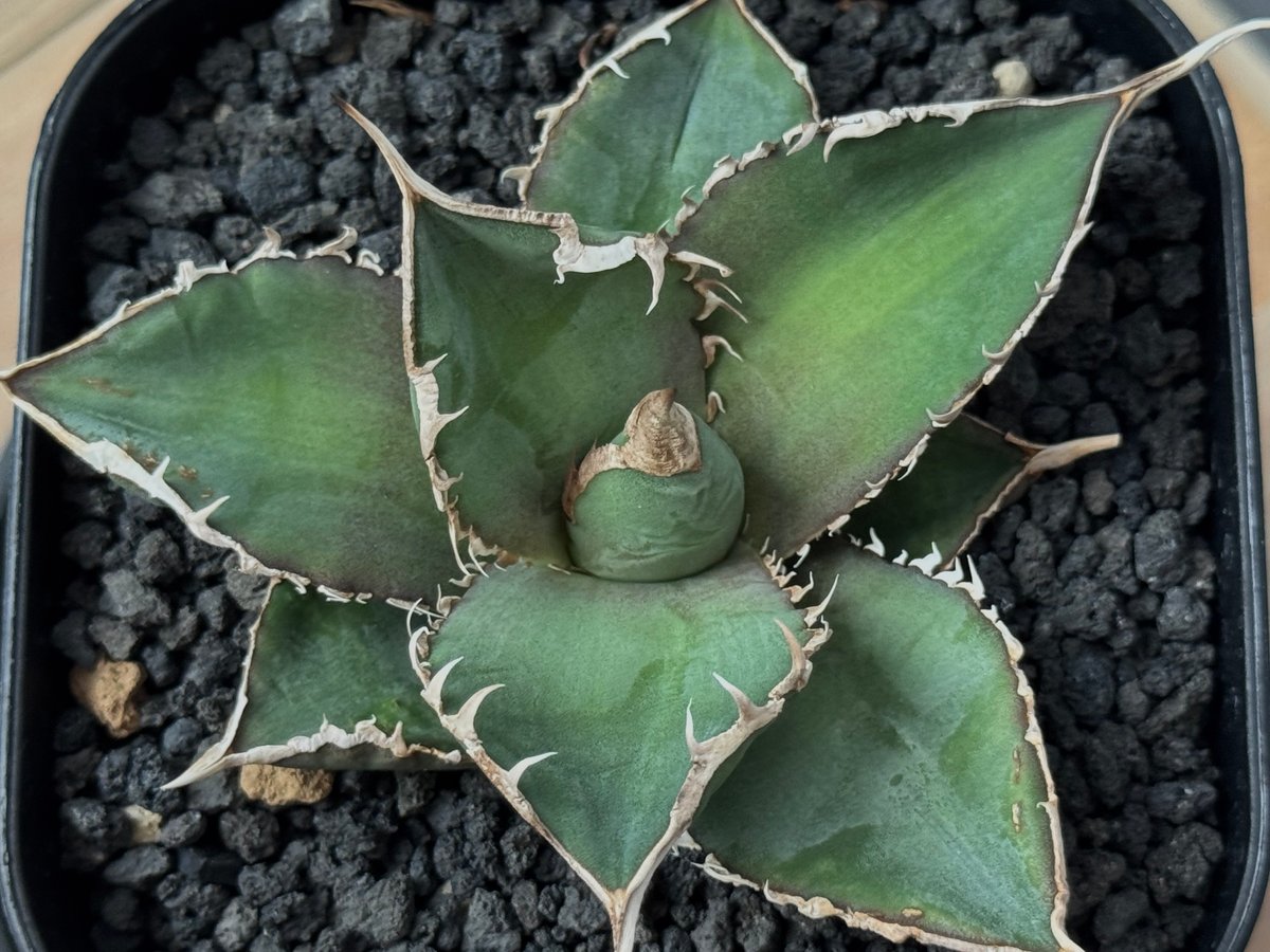 アガベ・チタノタ 緑幽霊（芽）-005｜agave titanota green ghost