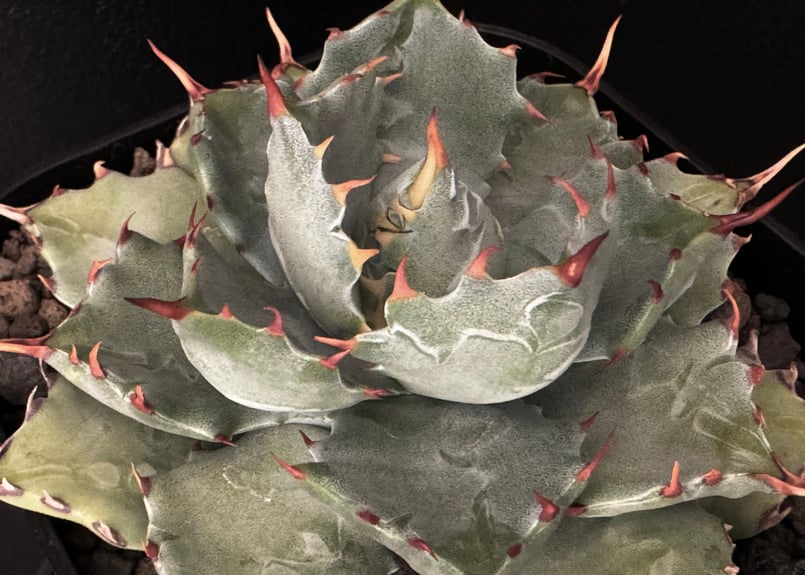 アガベ・姫蠍蟹 (小株)-001｜Agave gypsophila x isthmensis
