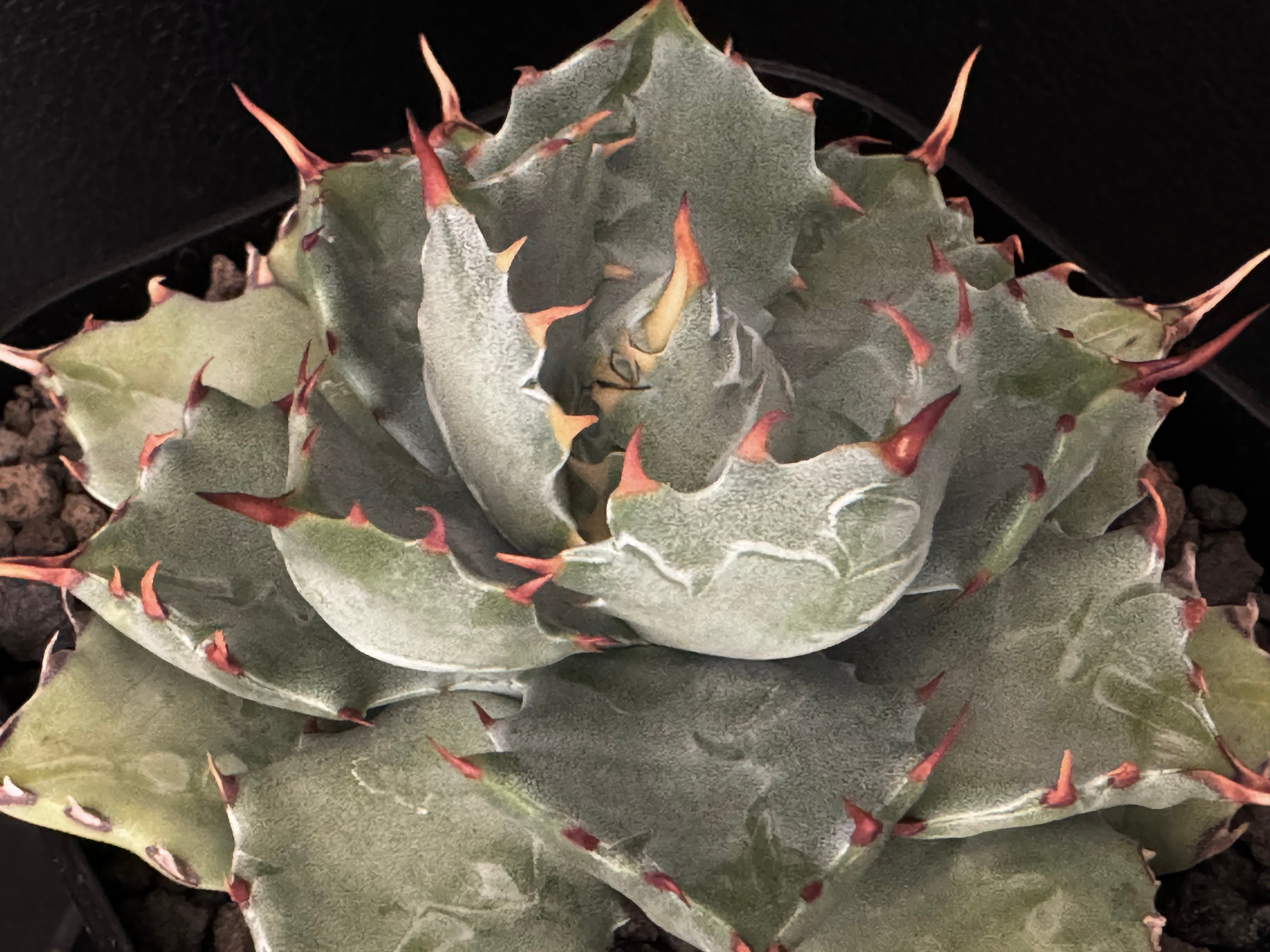 アガベ・姫蠍蟹 (小株)-001｜Agave gypsophila x isthmensis