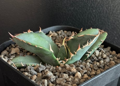 アガベ・チタノタ白鯨(芽)-068｜agave titanota white whale