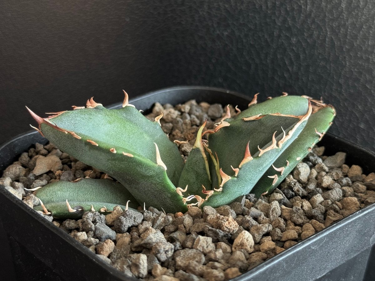 アガベ・チタノタ白鯨(芽)-068|agave titanota white whale | アガベ・チタノタ白鯨(芽)-068|agave titanota white whale |