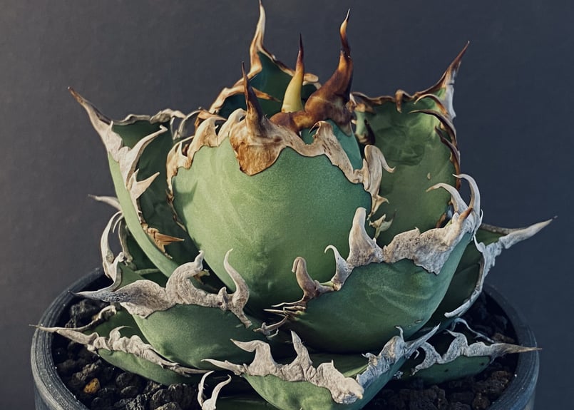 抜き苗で発送しますAGAVE TITANOTA CAESAR　アガベ　シーザー　凱撒　大株