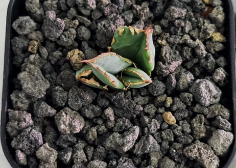 アガベ・チタノタ　清櫻(Lize血統／芽)-006｜agave titanota Queen