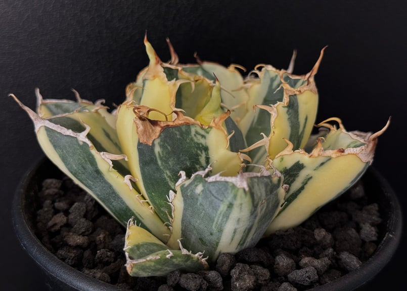 アガベチタノタ白鯨錦親株出品縞斑黄斑プレステラ105