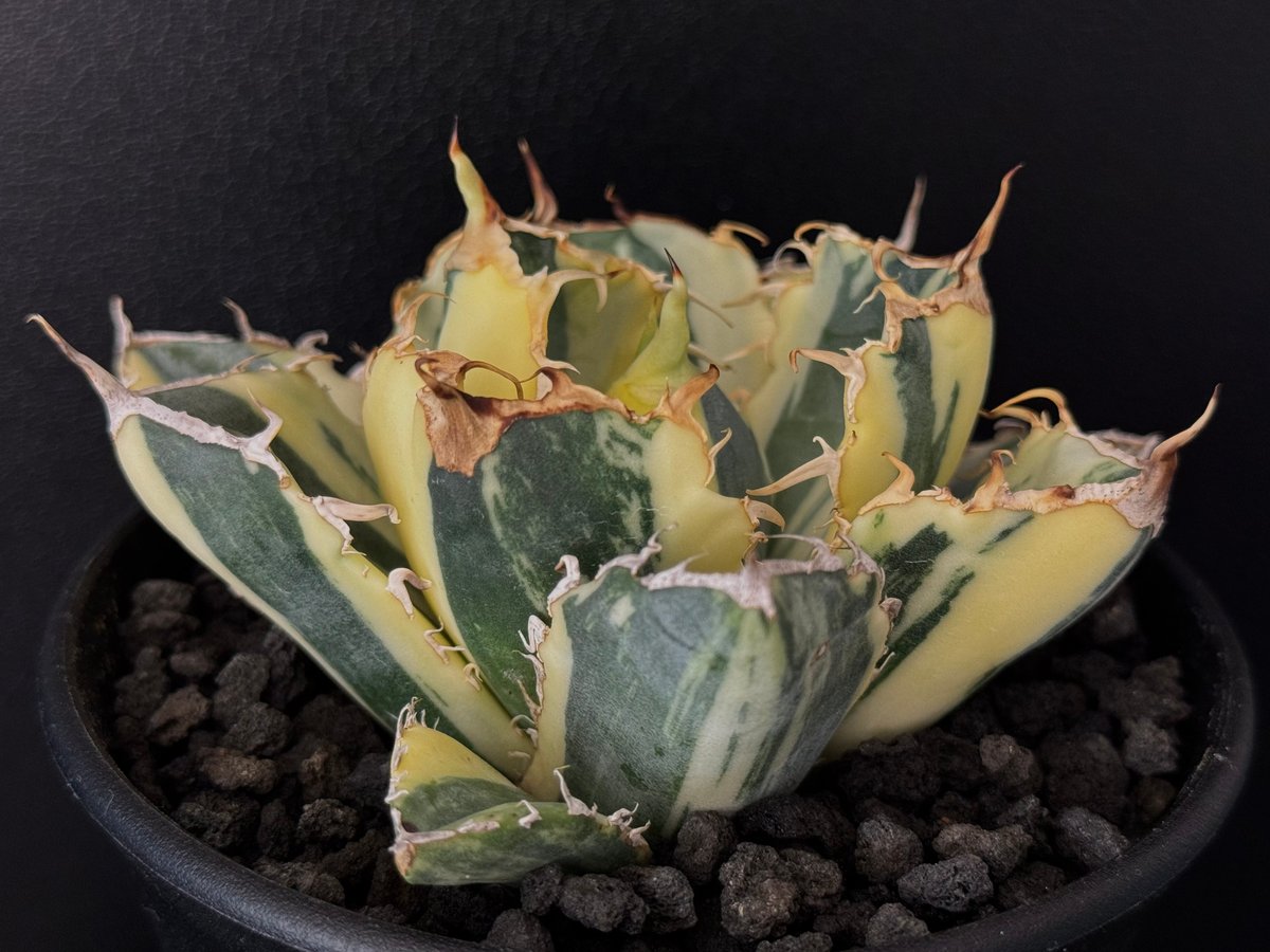 美株【鉢ごと発送】選抜活着間近アガベチタノタ白鯨錦縞斑TC