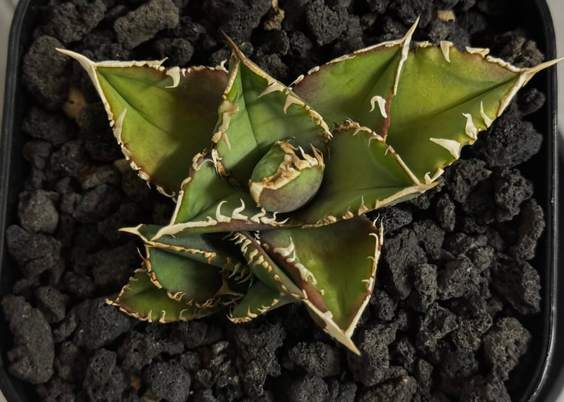 アガベ・チタノタ 白毫刺（芽）-020(子株付)｜agave titanota | Plus_