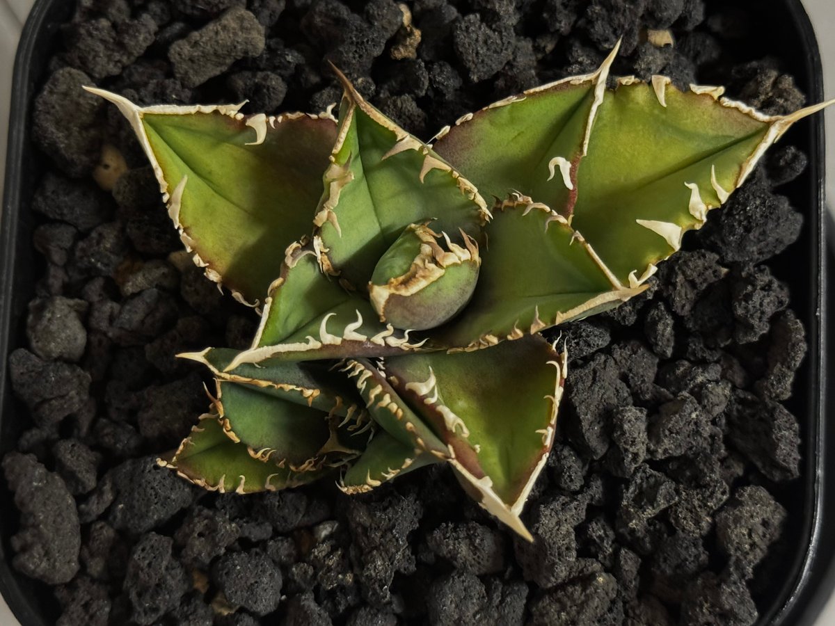 アガベ・チタノタ 白毫刺（芽）-020(子株付)｜agave titanota | Plus_