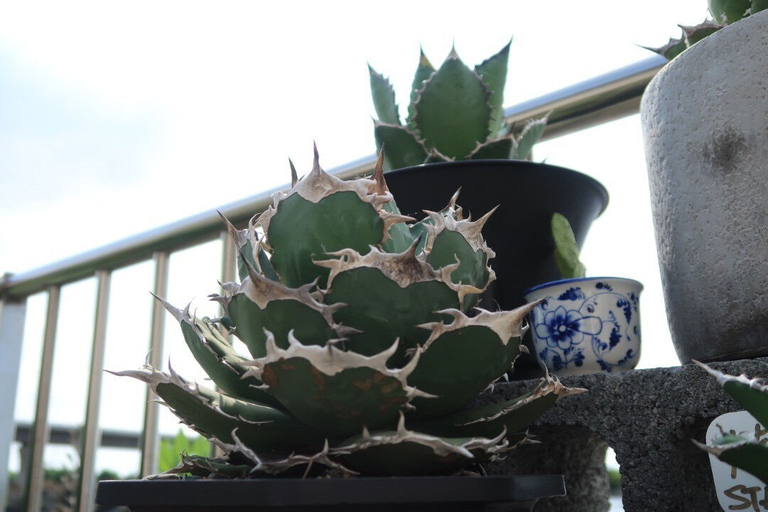 アガベ・チタノタ 羽毛(小)-001｜agave titanota feather | Plu
