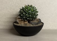 アガベ・チタノタ ビースト-001（芽）｜agave titanota beast | Plu