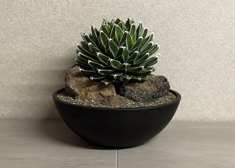 アガベ・笹の雪 Habitat Style-002｜agave victoriae-regin