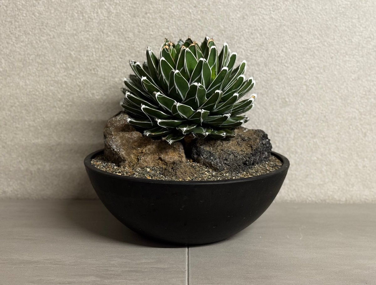 アガベ・笹の雪 Habitat Style-002｜agave victoriae-regin