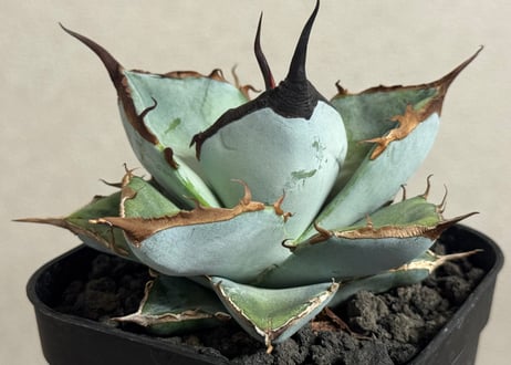 アガベ セット販売　羽毛　聖火　イランドワーフ　ナンバーワン Plus_Plants STORE