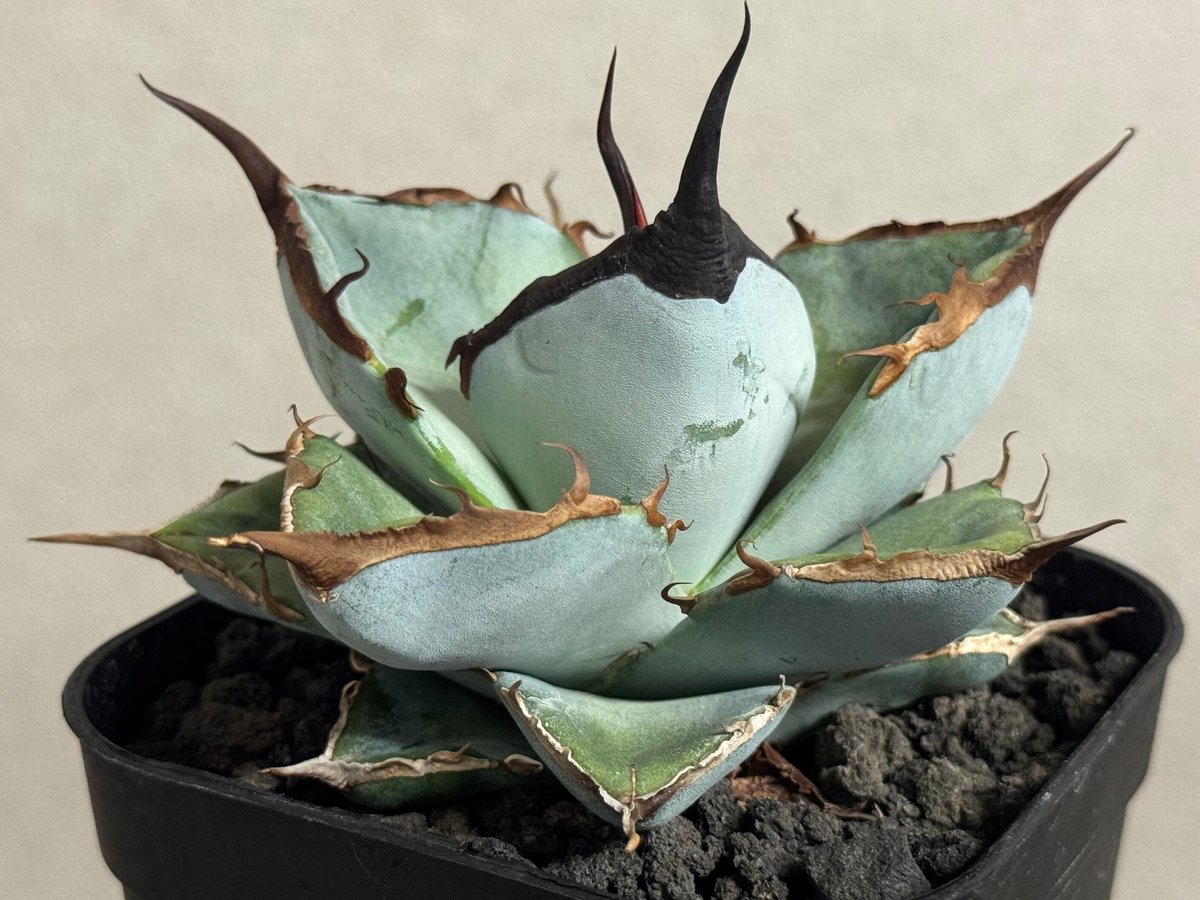 アガベ チタノタ リベレート Librate Style of Chika 天芽 アガベ チタノタ リベレート Librate Style of Chika 天芽