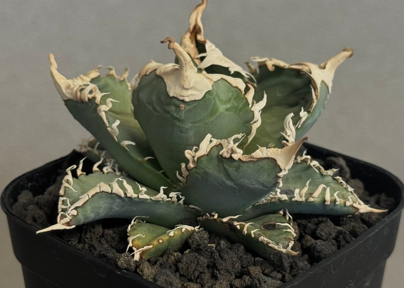 アガベ・チタノタ 白幽霊（芽）-008｜agave titanota white ghost