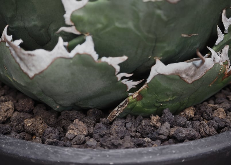 アガベ・チタノタ 夕映厳竜（ボールタイプ）特大-010｜agave