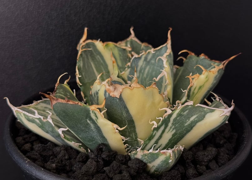 アガベ・チタノタ白鯨（縞斑）中-003｜agave titanota white