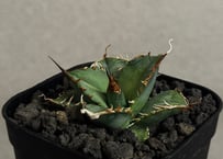 アガベ・オバティフォリア（オルカ）｜（芽）-001｜ agave ovatifolia