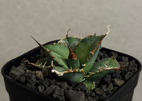 アガベ・チタノタ 蝰蛇/バイパー（芽）-003｜agave titanota viper