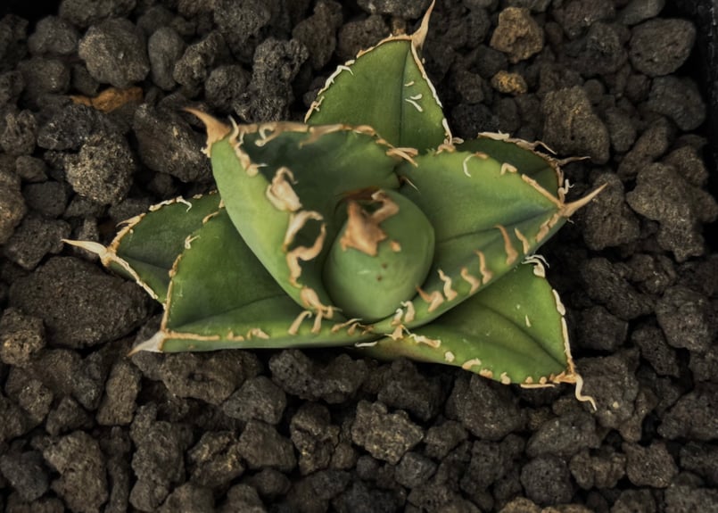 アガベ・チタノタ 星空(芽)-003|agave titanota starry sky | アガベ・チタノタ 星空(芽)-003|agave titanota starry sky |