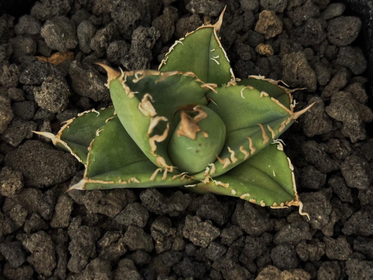 アガベ・チタノタ 星空(芽)-003|agave titanota starry sky | アガベ・チタノタ 星空(芽)-003|agave titanota starry sky |