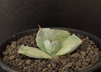 アガベ Dennis 達磨 子株 Agave Titanota DARUMA アガベ Dennis 達磨 子株 Agave Titanota DARUMA