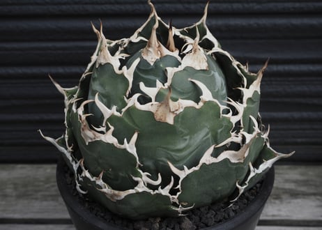 アガベ・チタノタ白鯨(芽)-068｜agave titanota white whale