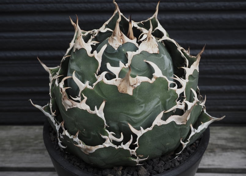 アガベ・チタノタ白鯨(小株)-080|agave titanota white whale | アガベ・チタノタ白鯨(小株)-080|agave titanota white whale |