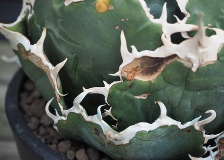 アガベ・チタノタ白鯨（ボールタイプ）大-071｜agave titanota white whale