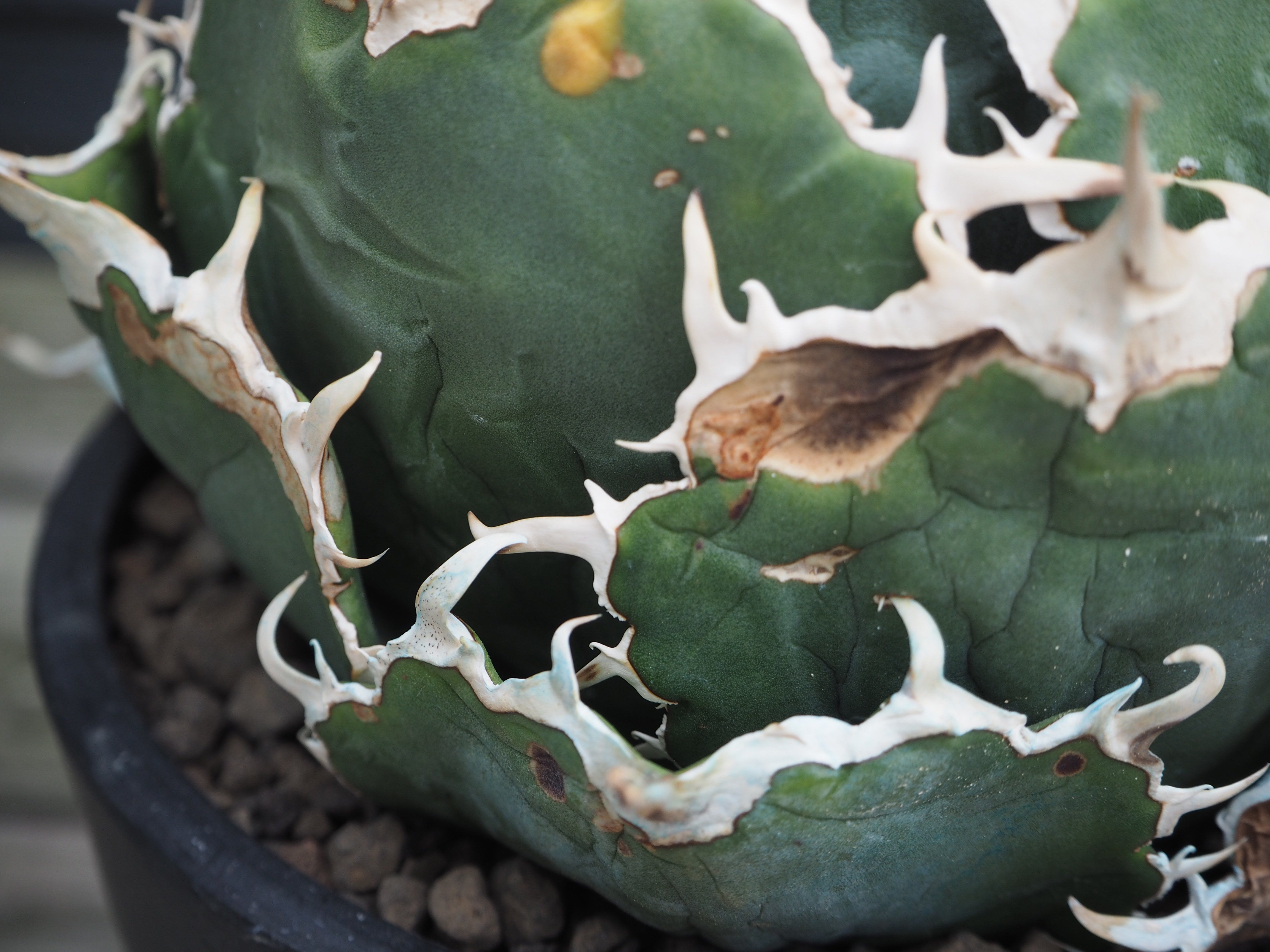アガベ・チタノタ白鯨（ボールタイプ）大-071｜agave titanota white wh