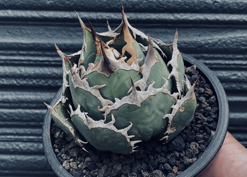 アガベ・チタノタ 烈焔(ボールタイプ)中-012|agave titanota アガベ・チタノタ 烈焔(ボールタイプ)中-012|agave titanota