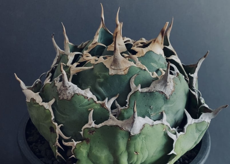 アガベ・チタノタ白鯨(ボールタイプ)特大-024|agave titanota アガベ・チタノタ白鯨(ボールタイプ)特大-024|agave titanota