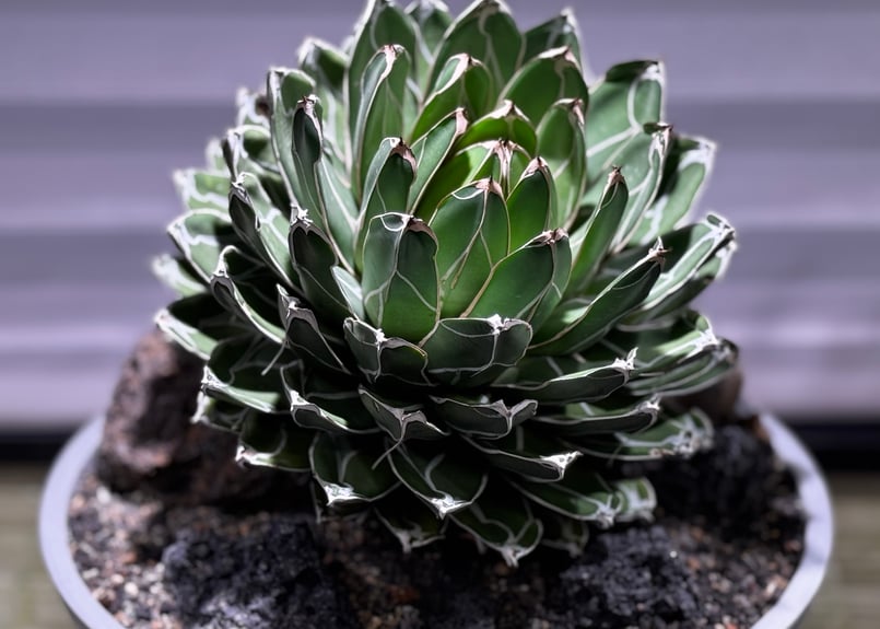アガベ・笹の雪 盆栽仕立て-001｜agave victoriae-reginae | Plu