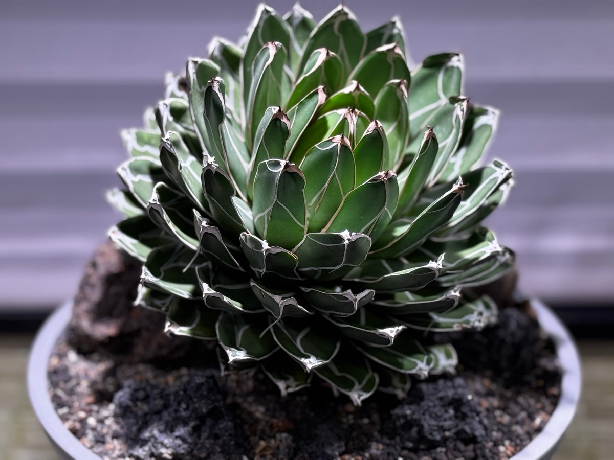 アガベ・笹の雪 Habitat Style-001｜agave victoriae-regin