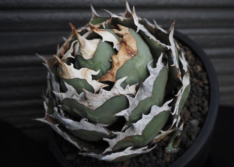 アガベ・チタノタ　烈焔（ボールタイプ）特大-029｜agave titanota flame