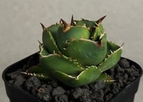 アガベ・チタノタ FO076/オテロイ(芽)006｜agave titanota FO-076