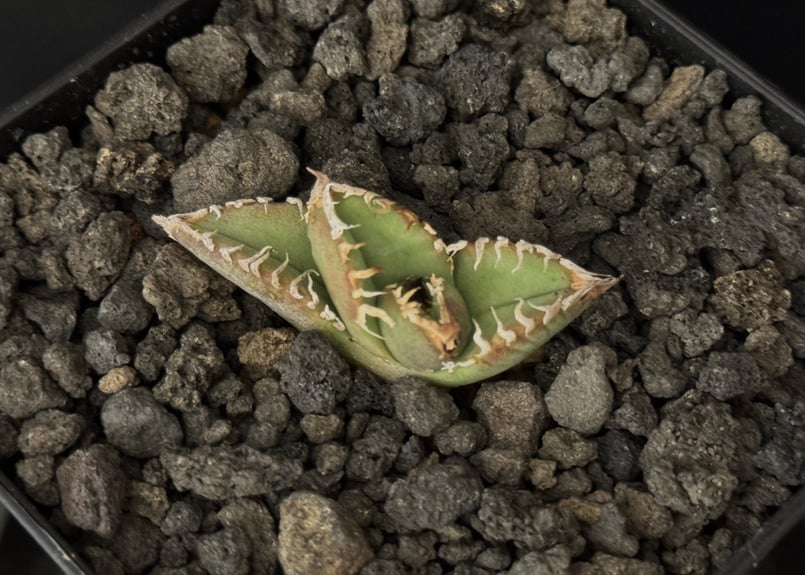 デニス　麻花　Agave タグ付き Dennis麻花////////// -sold out- ありがとうございました