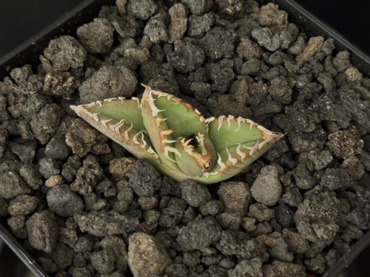 アガベ　チタノタ　麻花　麻花龍　天芽 アガベ チタノタ 