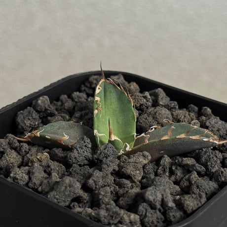 アガベシーザー | STORES