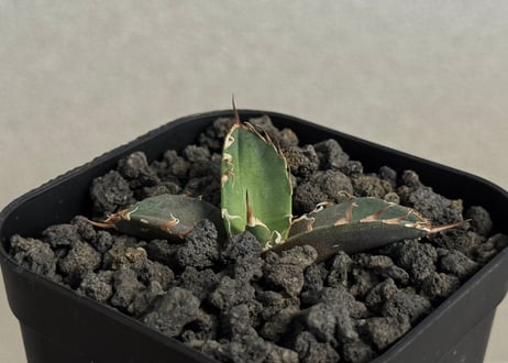 CATEGORY agave｜アガベ | Plus_Plants STORE