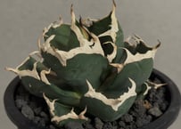 アガベ・チタノタ ビースト-003（芽）｜agave titanota beast | Plu