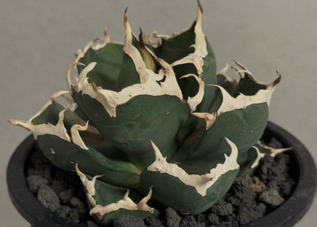 CATEGORY agave｜アガベ | Plus_Plants STORE