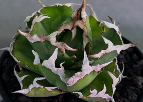 アガベ・チタノタ 中国螃蟹（厳選コンパクト）- 011｜agave titanota Crab
