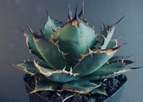 アガベ・チタノタ 狂雨/狂刺小雨新白鯨（小株）- 010｜agave