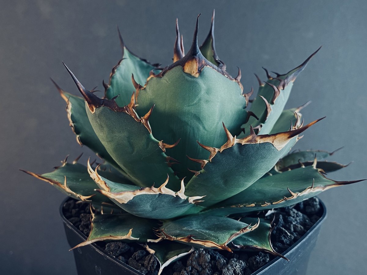 【変異株】新種アガベ 変異株】新種アガベ