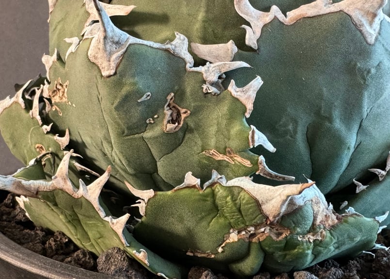 アガベ・チタノタ 夕映厳竜（ボールタイプ）特大-011｜agave titanota