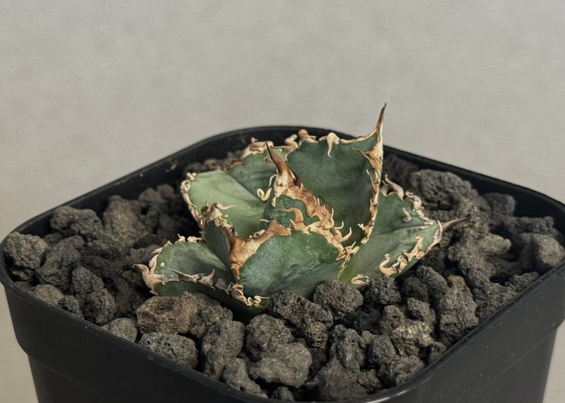 アガベ・チタノタ LQH_火（芽）-002｜agave titanota mars | Plu